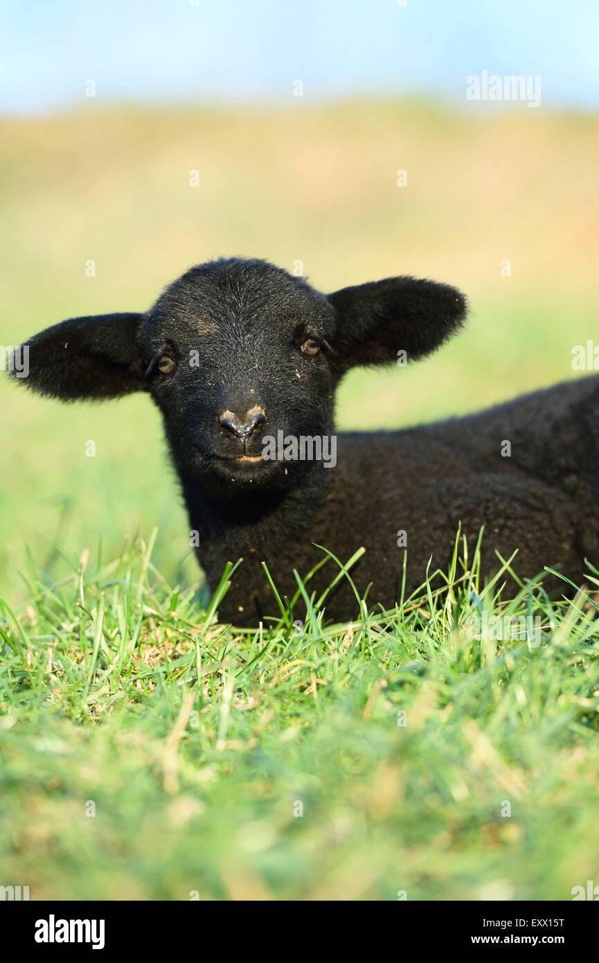 Cordero, oveja negra sobre una pradera Foto de stock