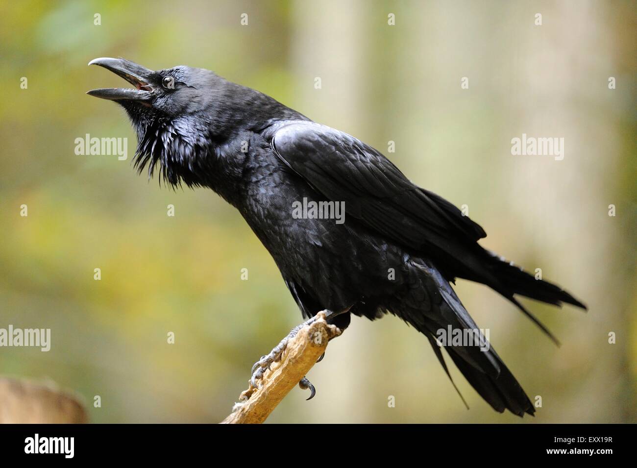 Raven común donde se posan en una rama Foto de stock