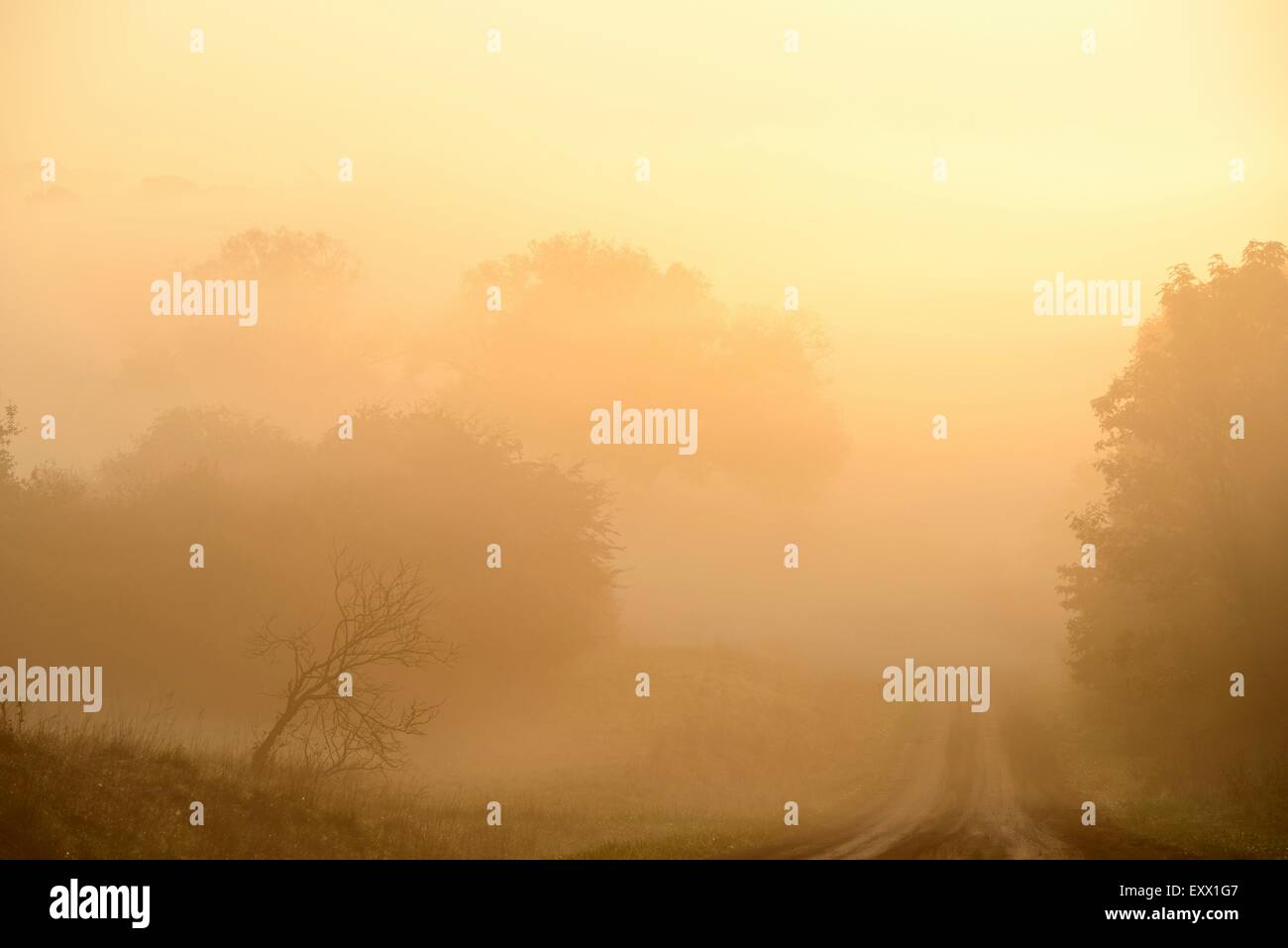 Paisaje en la niebla, el Alto Palatinado, Baviera, Alemania, Europa Foto de stock