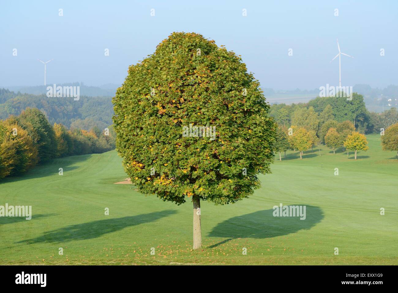 Noruega maple, Acer platanoides, el Alto Palatinado, Baviera, Alemania, Europa Foto de stock