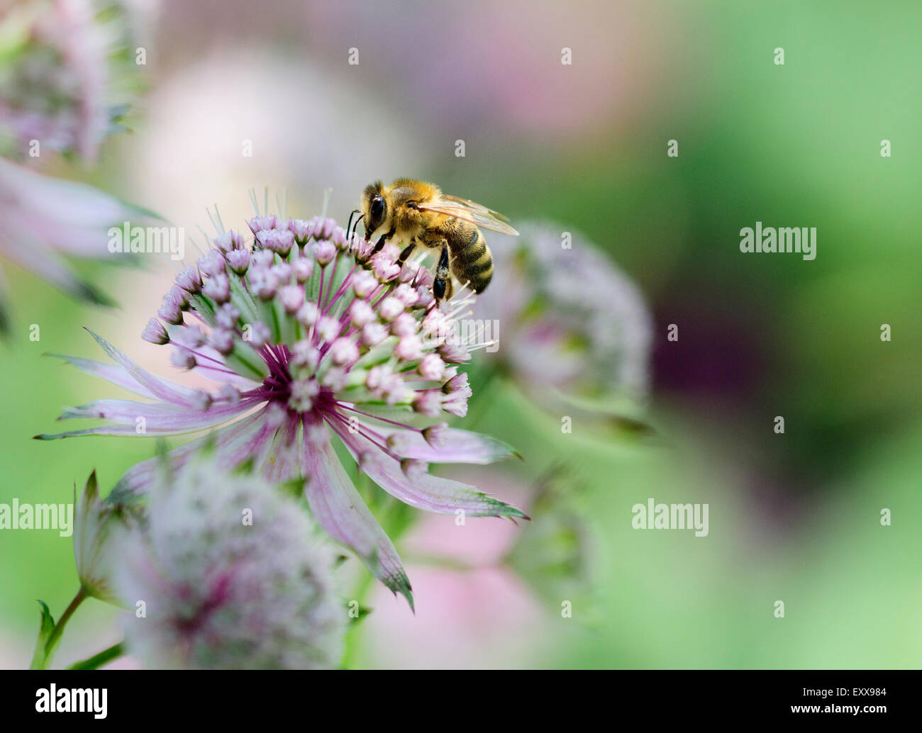 Miel de abeja Foto de stock