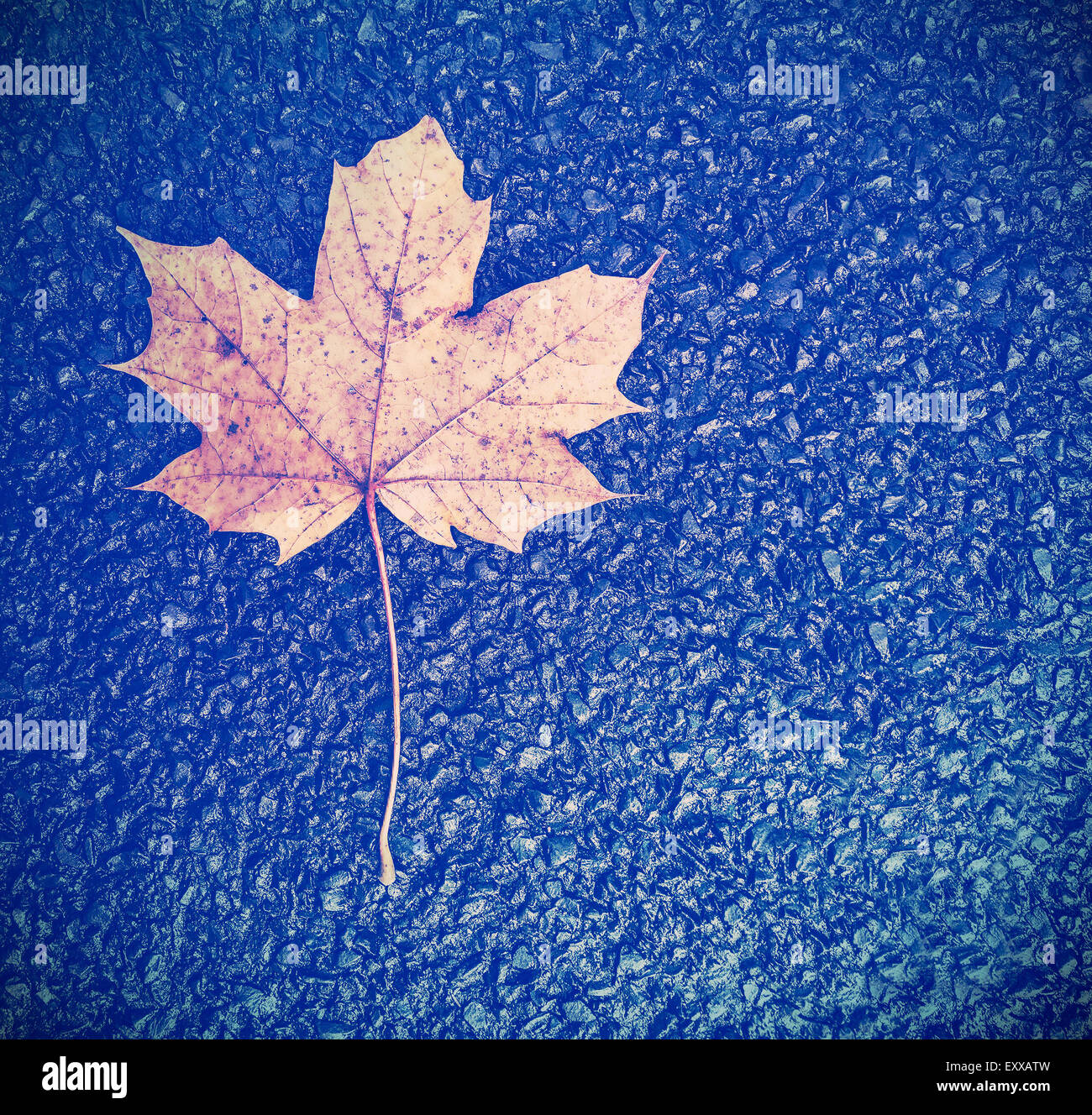 Vintage estilo instagram hoja de otoño sobre fondo negro asfalto, pasando el concepto de tiempo. Foto de stock