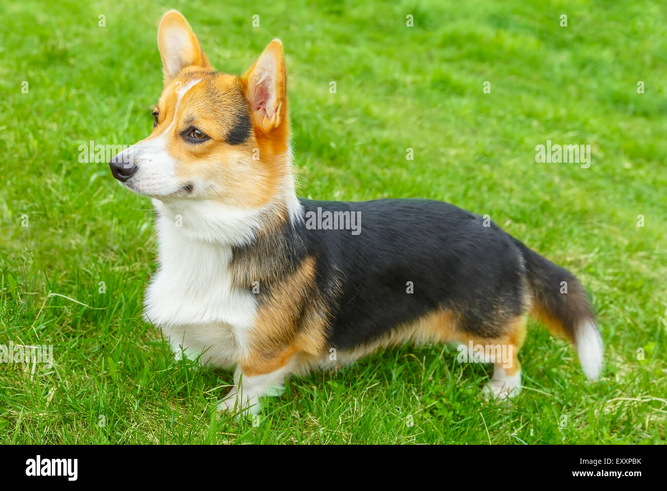 Perro Welsh Corgi Pembroke sonriendo Foto de stock