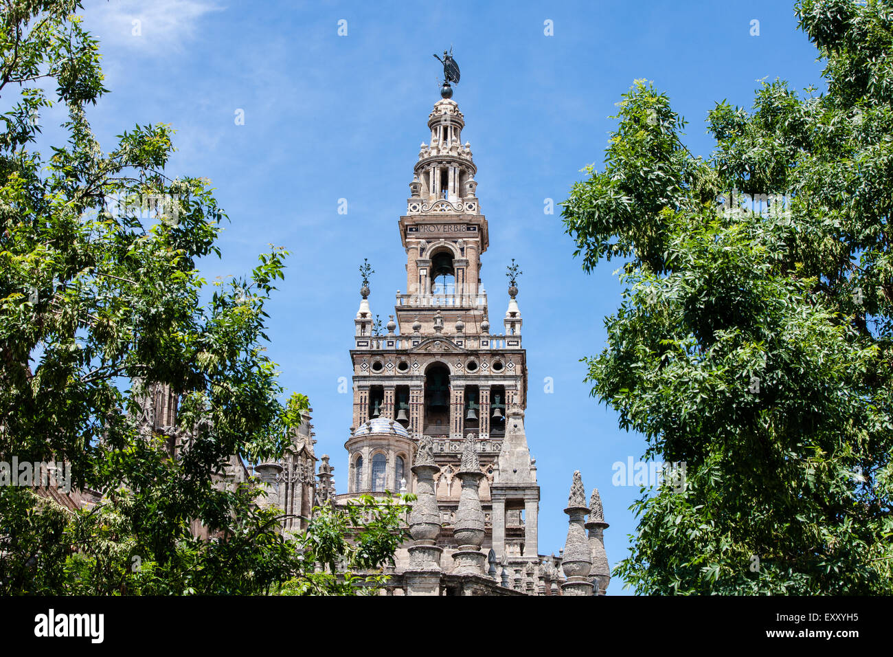 El campanario de la Catedral de Sevilla, en el centro de Sevilla, Andalucía, España, Europa. Foto de stock