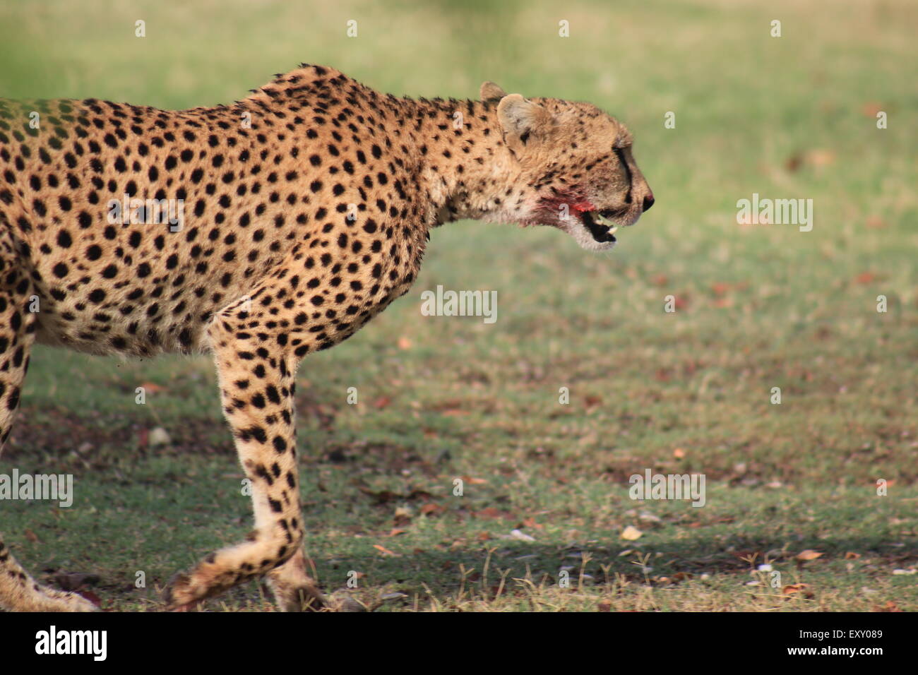 El animal más rapido fotografías e imágenes de alta resolución - Alamy