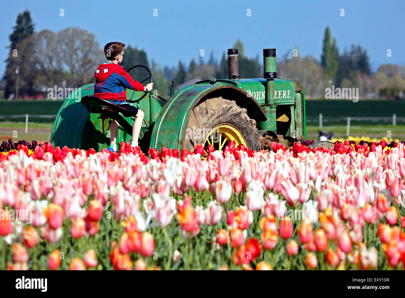 Campo de tulipanes coloridos y muchacho sentado en el tractor, Tulip Fest, zapatos de madera, Woodburn Tulip Farm, cerca de Portland, Oregon, EE.UU. Foto de stock