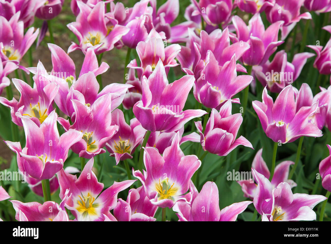 Tulipanes rosa de belleza cama de flor Foto de stock