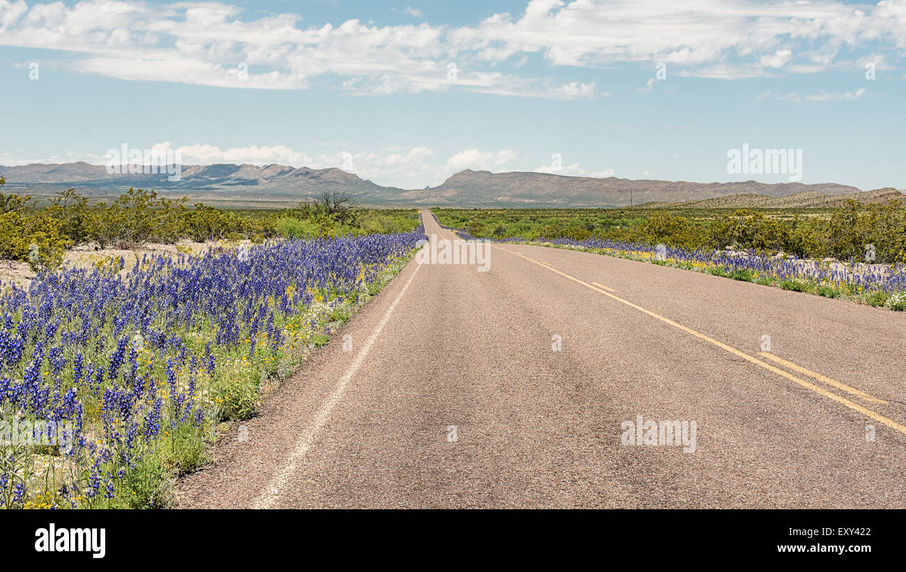 Las campánulas azules a lo largo de la carretera, la pantera Junction-Persimmon Gap Area, el Parque Nacional de Big Bend, Texas. Foto de stock