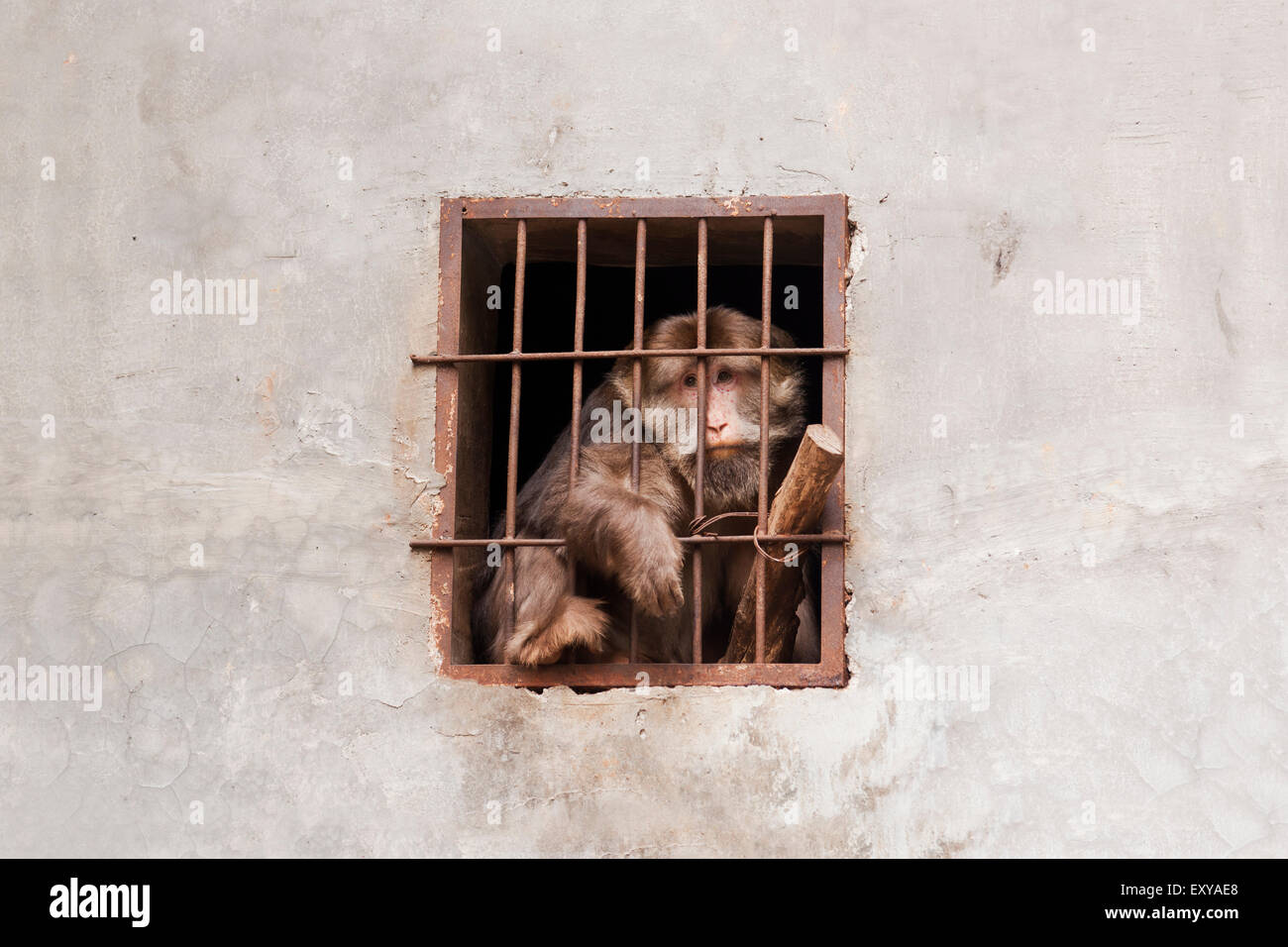 Desesperado mono en una jaula. Foto de stock