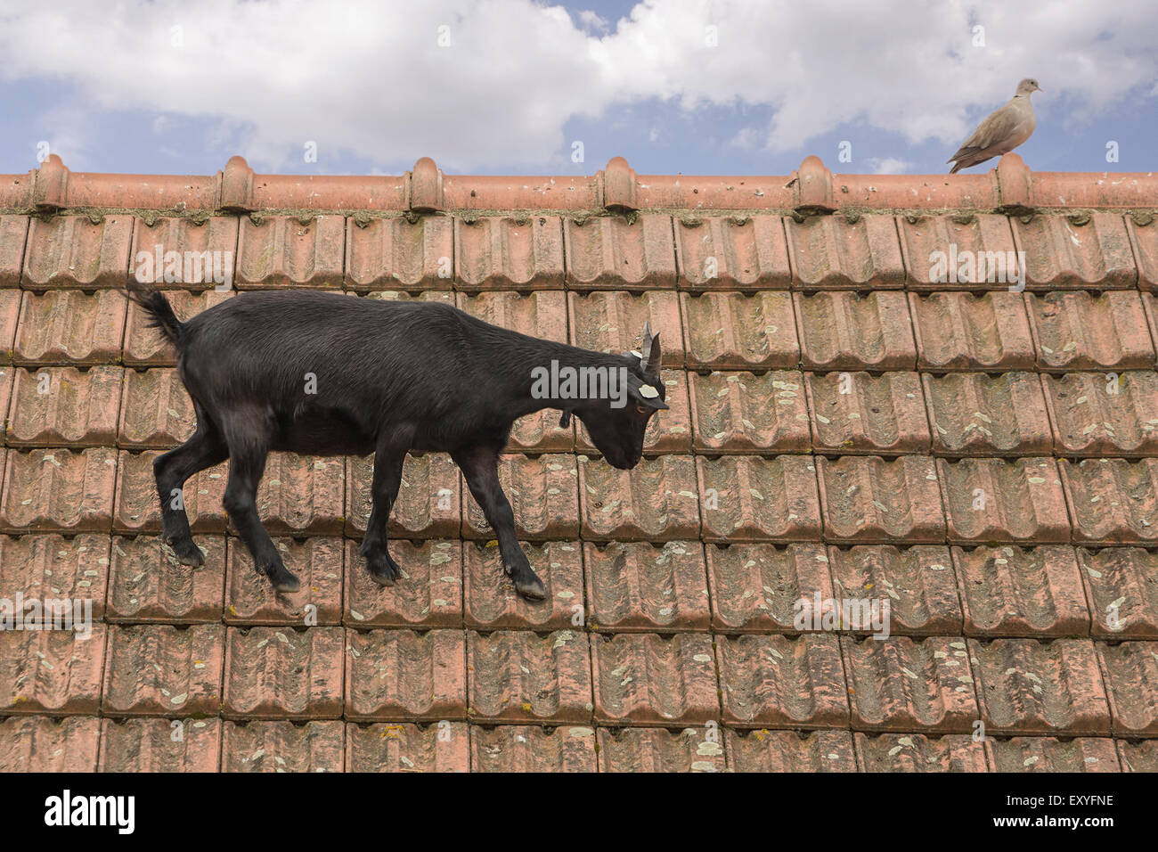 Macho cabrío sobre un techo con techos de tejas rojas y un pingüino. Foto de stock