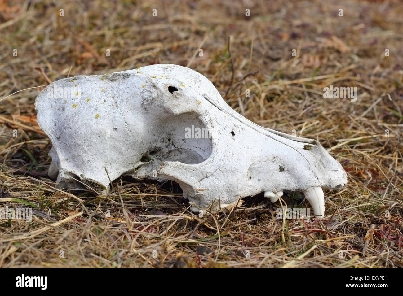 Grunge dog skull izquierda en el campo - canino intacto Foto de stock