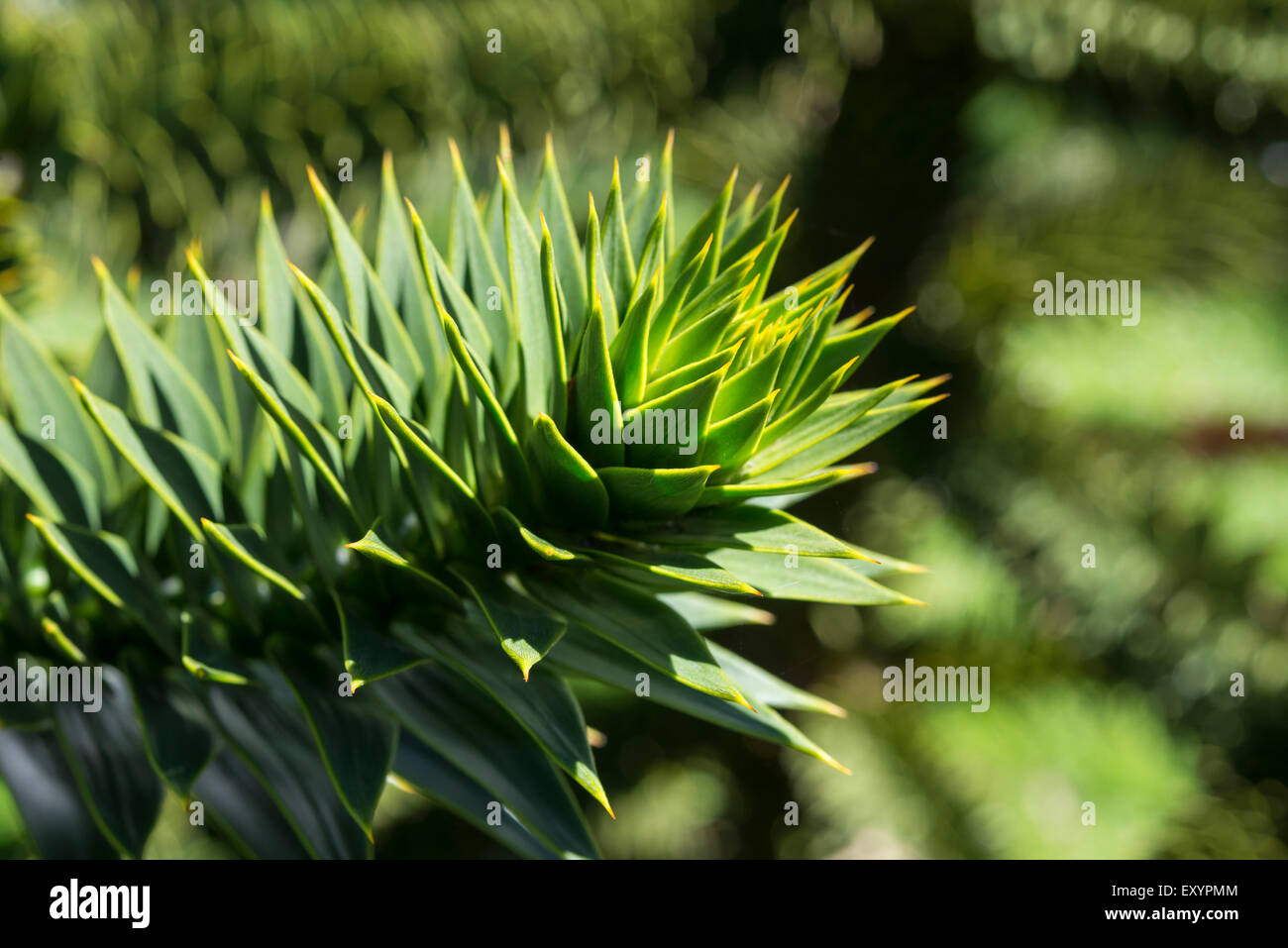 Cerca de los agudos follaje de un pehuén (Araucaria araucana). Foto de stock