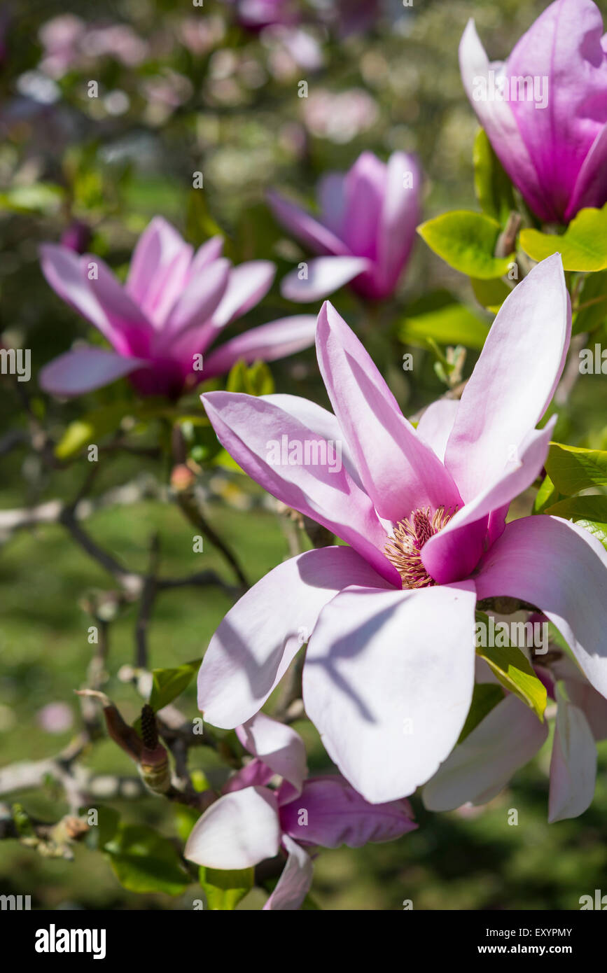 Hermosa rosa Magnolia con flores abiertas en el brillante sol de primavera. Foto de stock