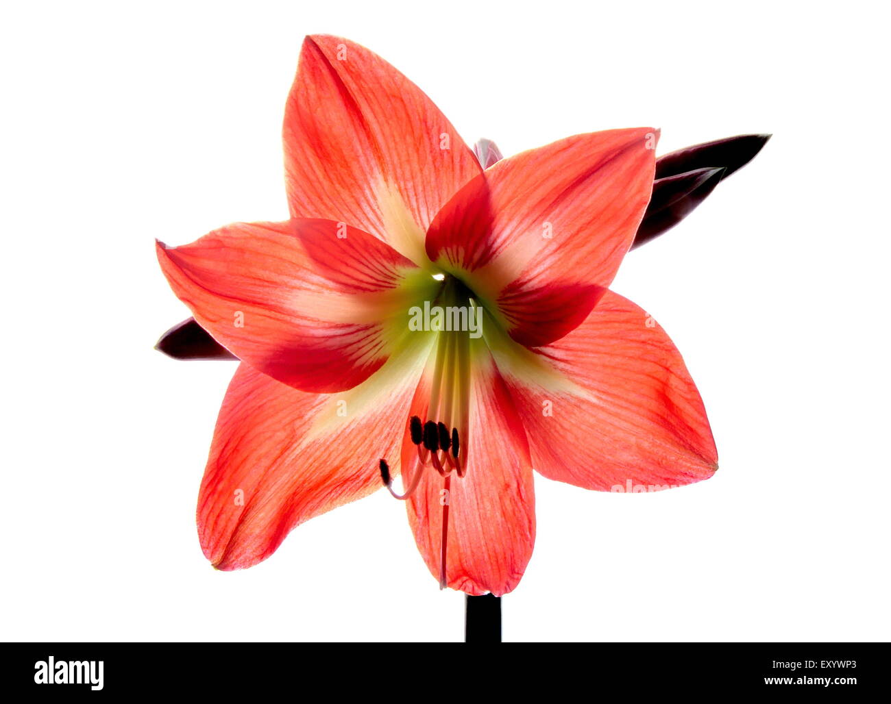 Flores Amarilis rojos Fotografía de stock - Alamy