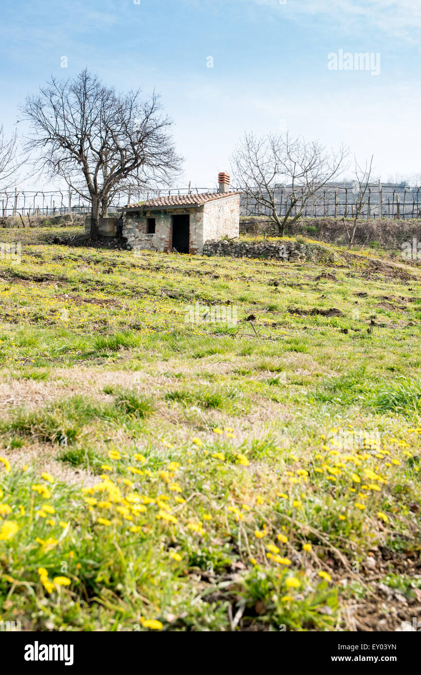 Flores de primavera en la campiña Toscana, Italia Foto de stock