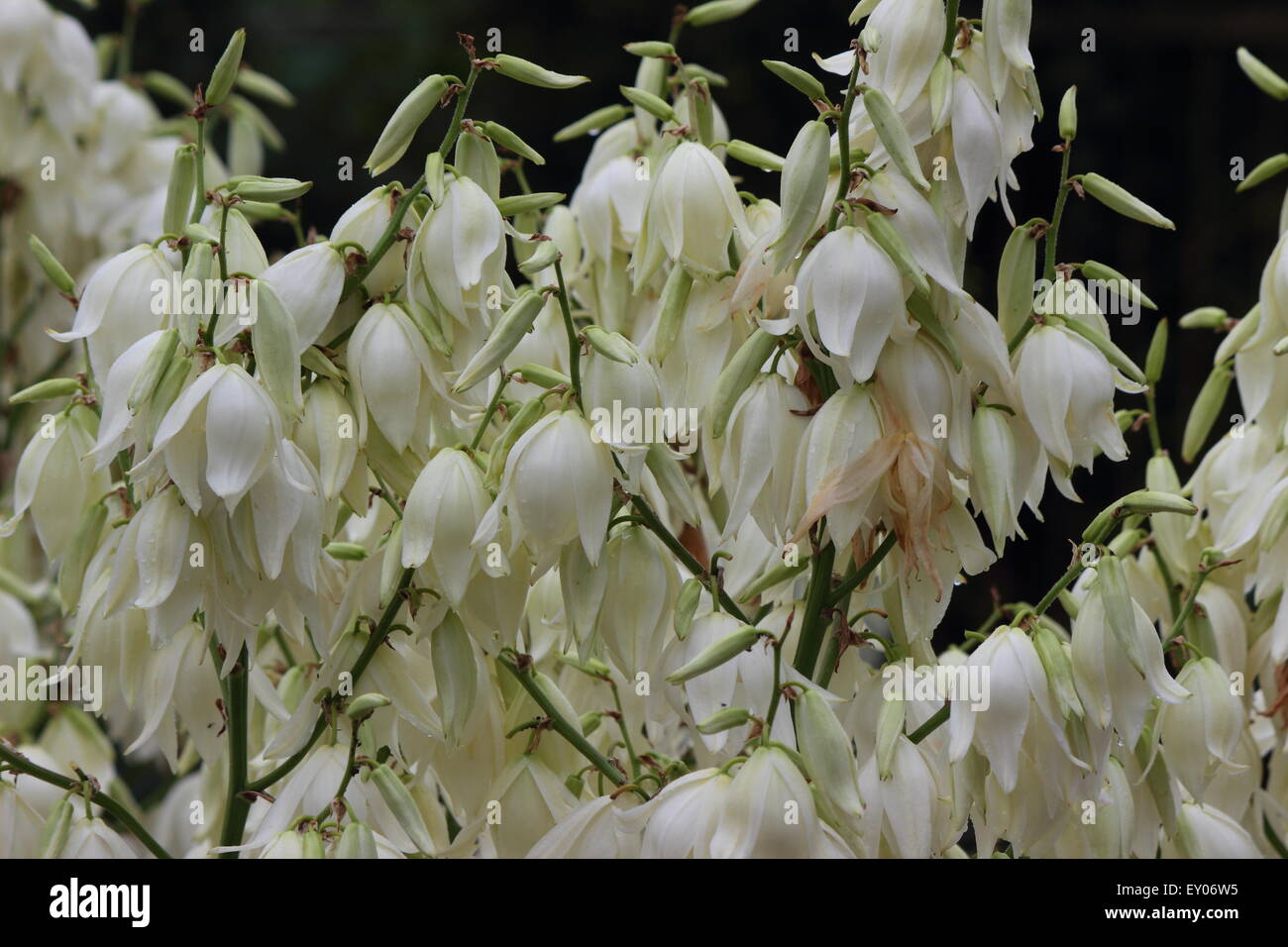 Crecen en las ramas de flores blancas yuca Fotografía de stock Alamy