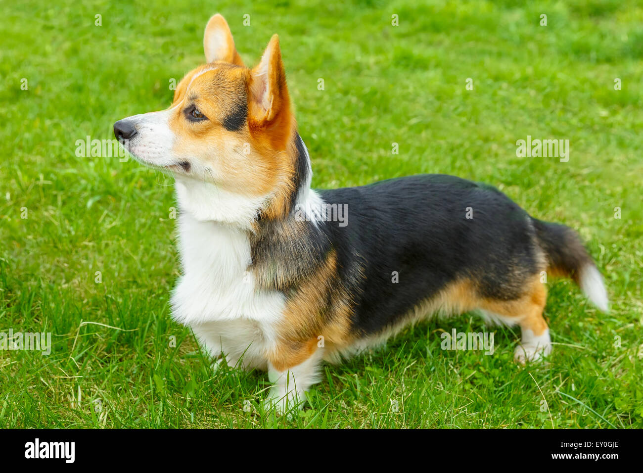Perro Welsh Corgi Pembroke sonriendo Foto de stock