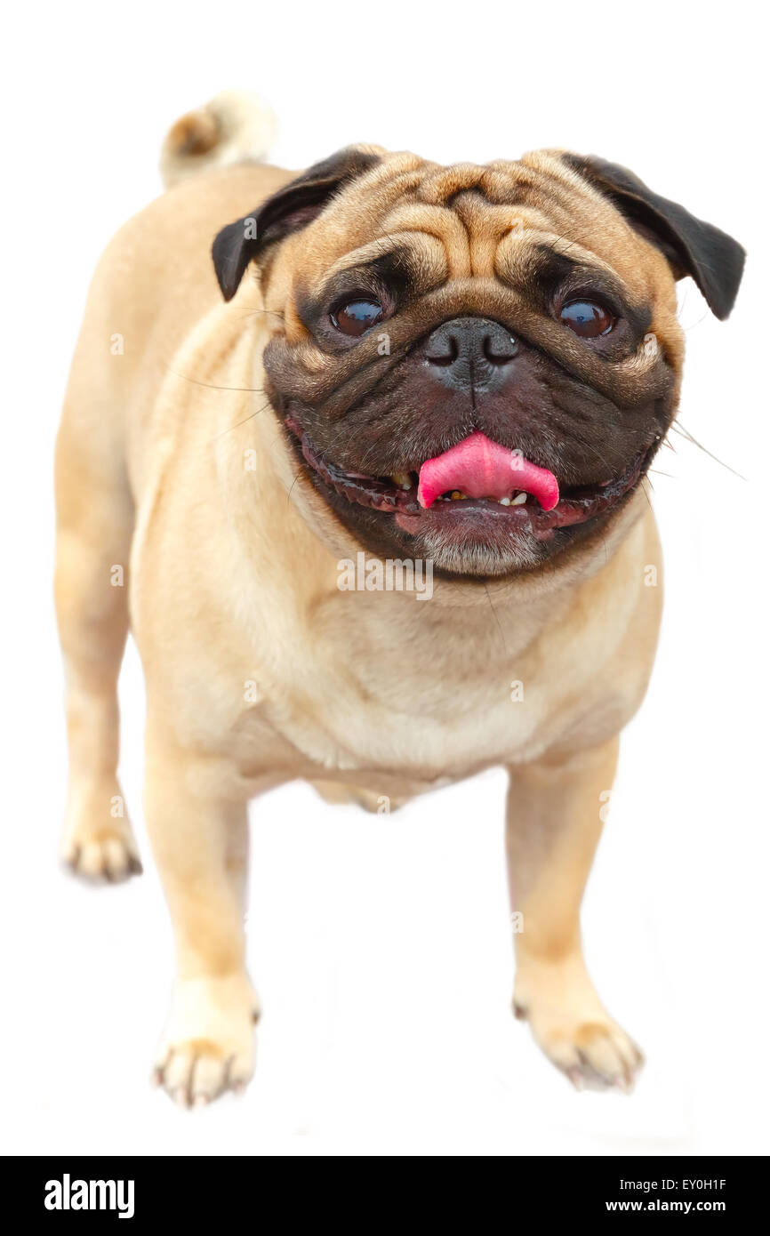 Perro doméstico raza Pug cervato Foto de stock