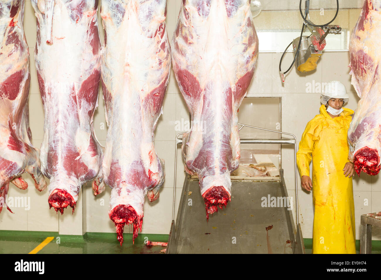 Carnicero y vacas de cadáveres en el interior de la línea de producción de matadero Foto de stock