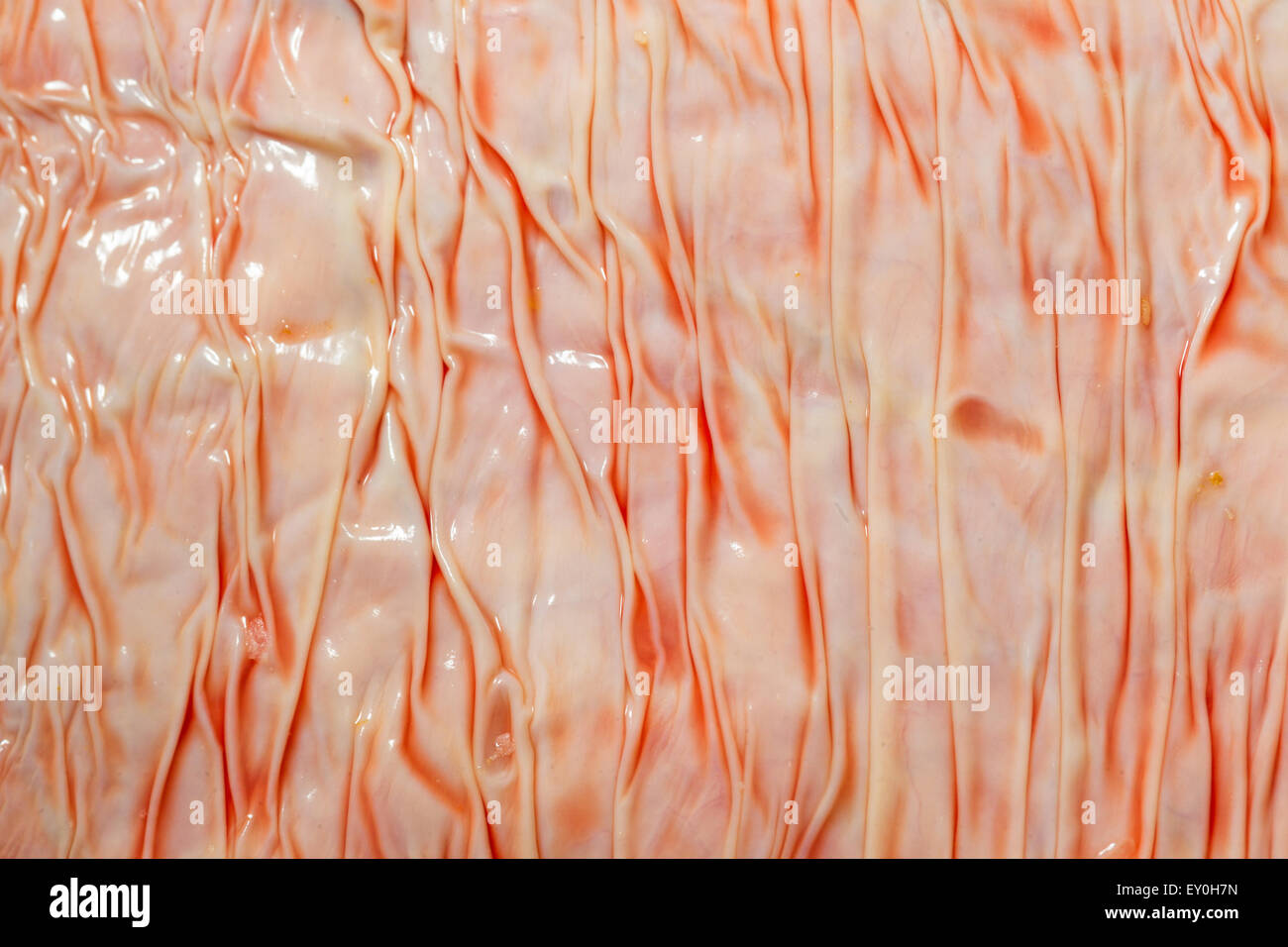 La industria de la carne de vaca tema pulmones Cerrar Fotografía de