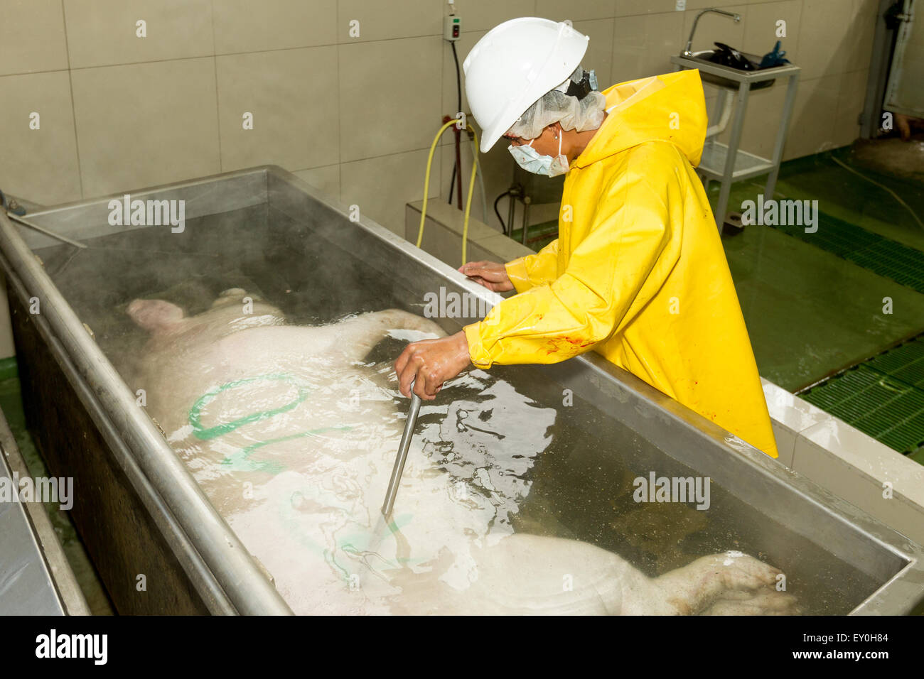 Carnicero matadero sumergiendo un canal porcina en la tina hirviendo que ayuda en el proceso de eliminación del vello más fácil Foto de stock
