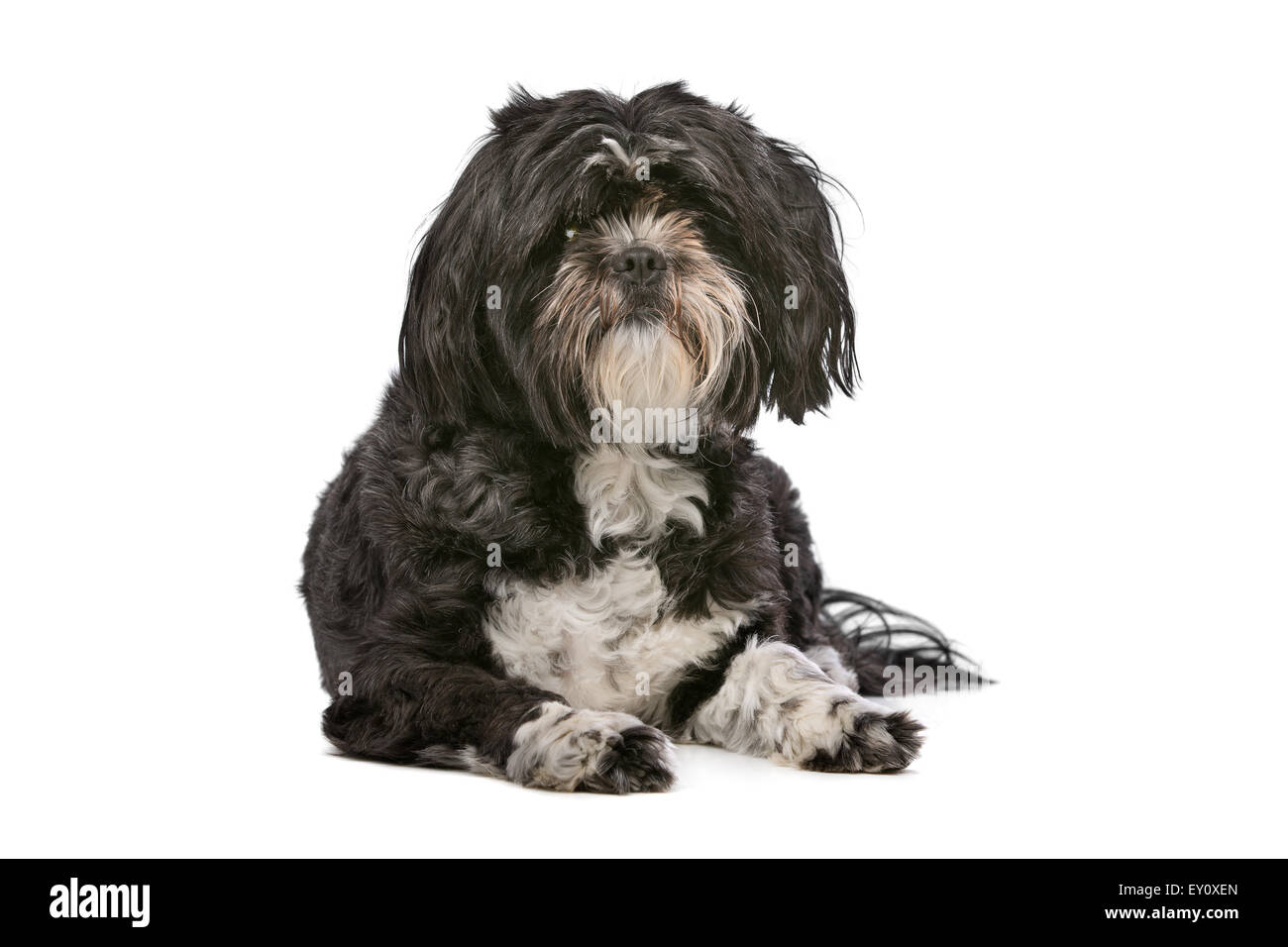 Pequeño Perro de raza mixta mullidas delante de un fondo blanco. Foto de stock