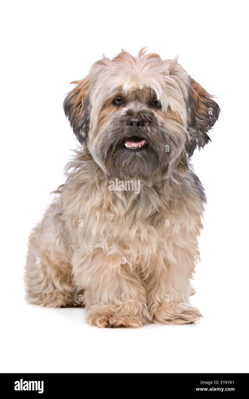 Pequeño Perro de raza mixta mullidas delante de un fondo blanco. Foto de stock