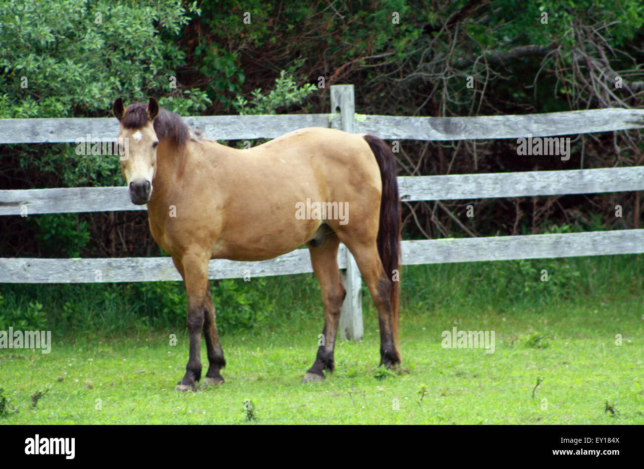 Buckskin caballo con la estrella blanca de pie en verdes praderas en los Hamptons de Long Island, en Nueva York Foto de stock
