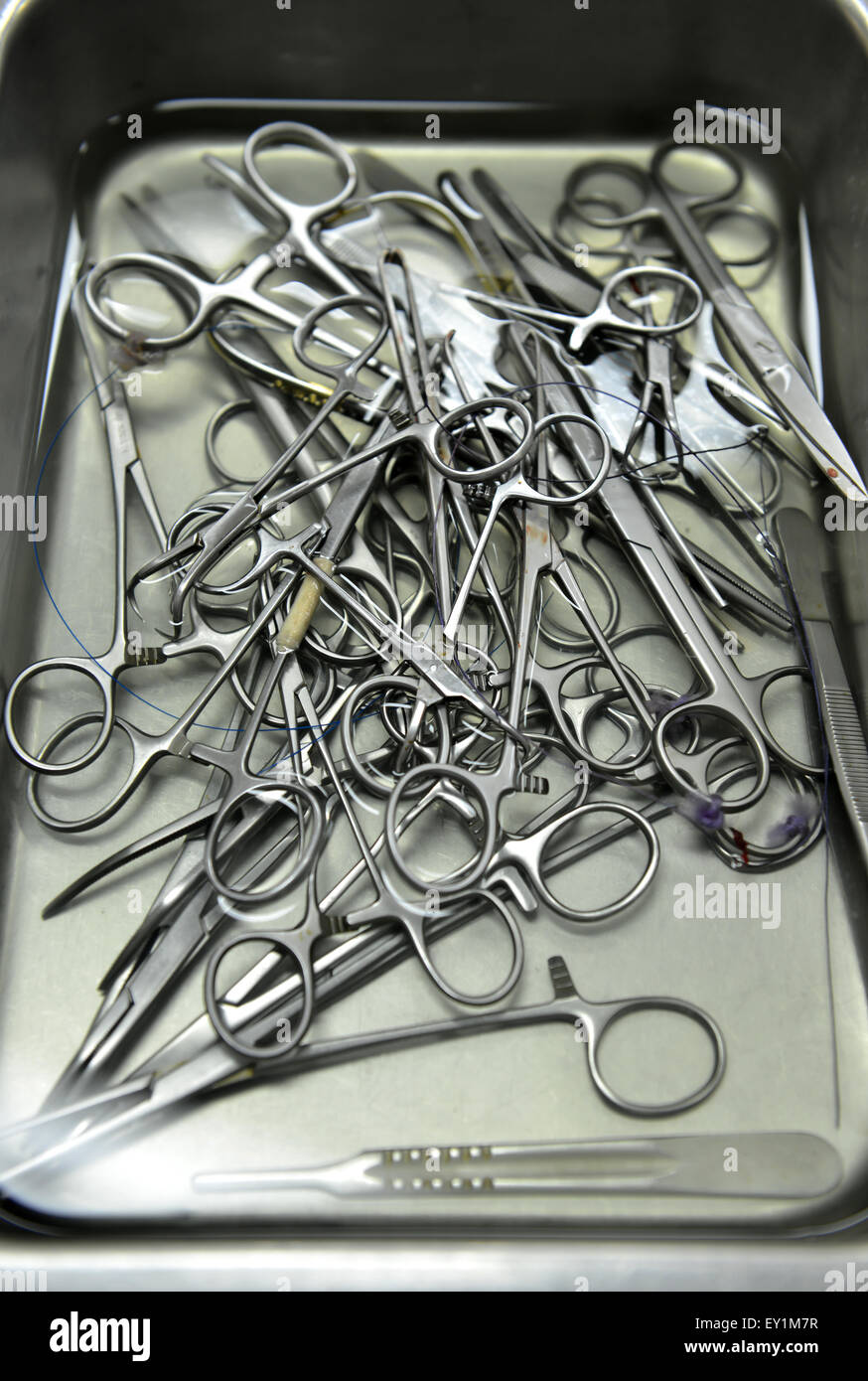 Los instrumentos quirúrgicos en agente anticeptic Foto de stock