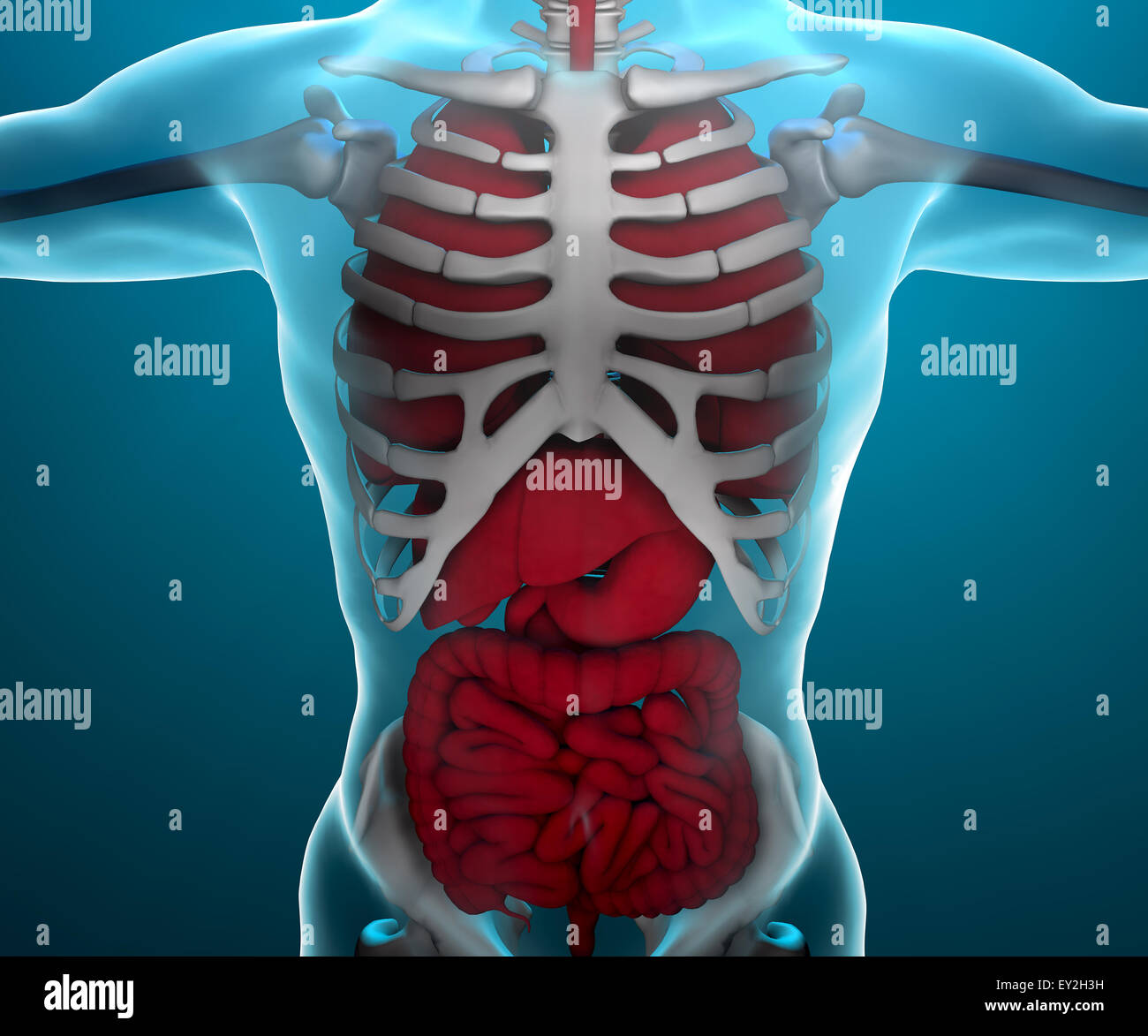 Ilustración 3D prestados del sistema respiratorio y digestivo masculino Foto de stock