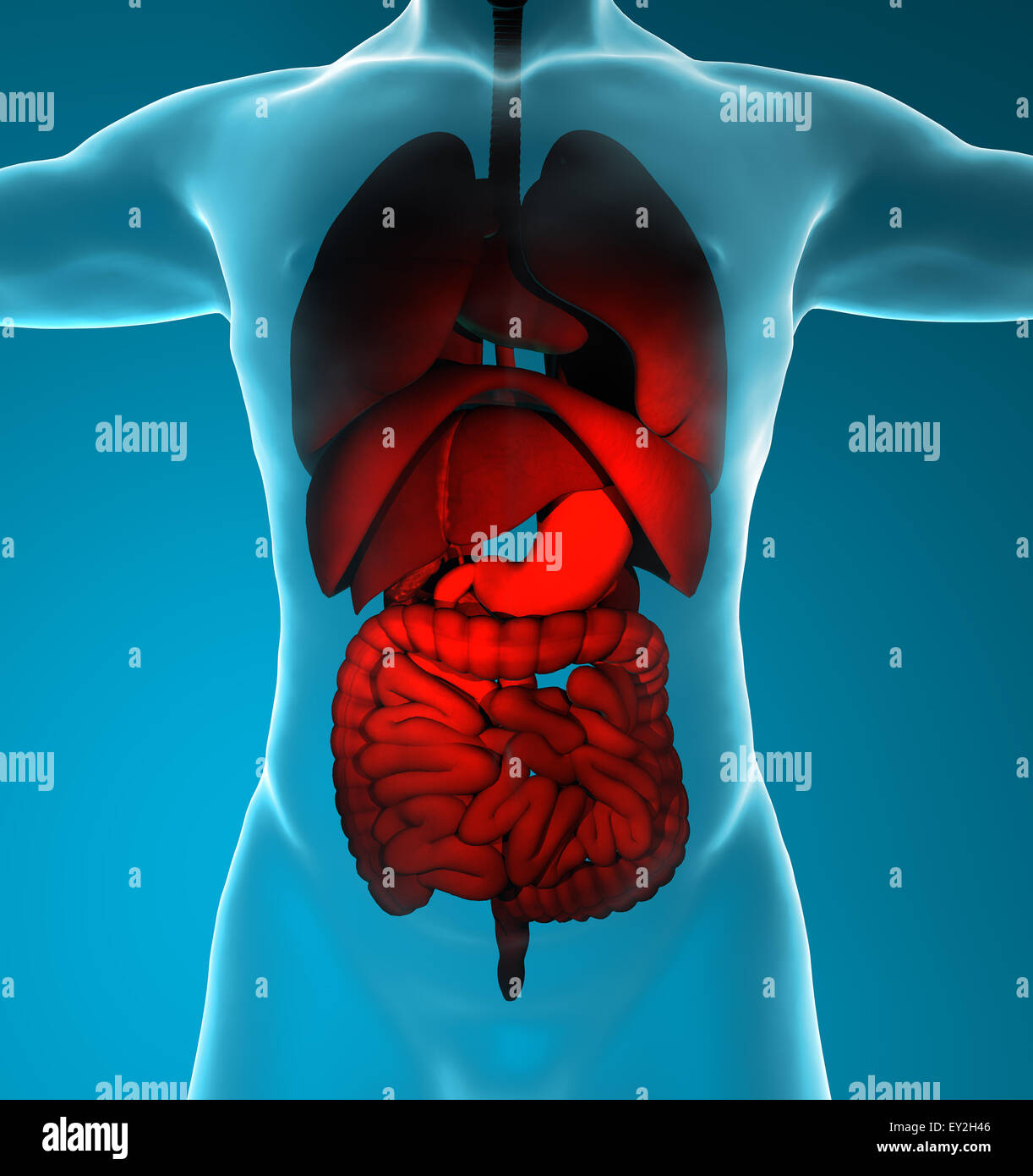 Ilustración 3D prestados del sistema respiratorio y digestivo masculino Foto de stock