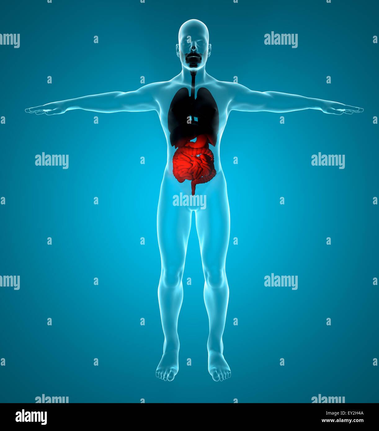 Ilustración 3D prestados del sistema respiratorio y digestivo masculino Foto de stock
