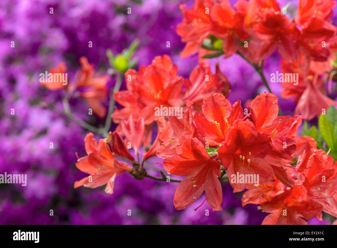 Violet azalea ericaceae fotografías e imágenes de alta resolución - Alamy