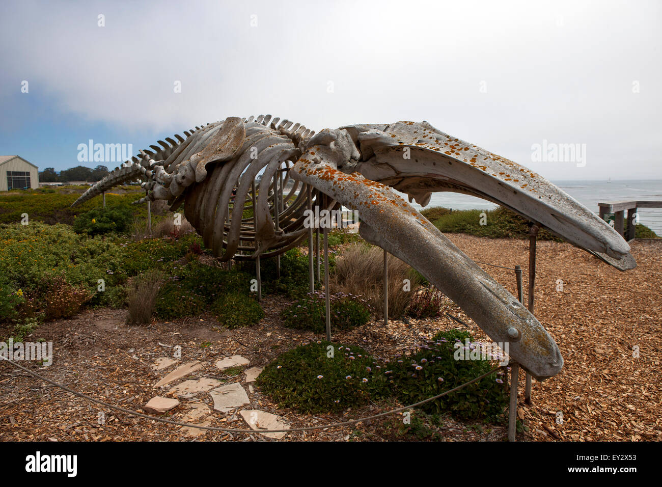 La ballena gris (Eschrichtius robustus) esqueleto, Seymour Marine Discovery Center, Santa Cruz, California, Estados Unidos de América Foto de stock