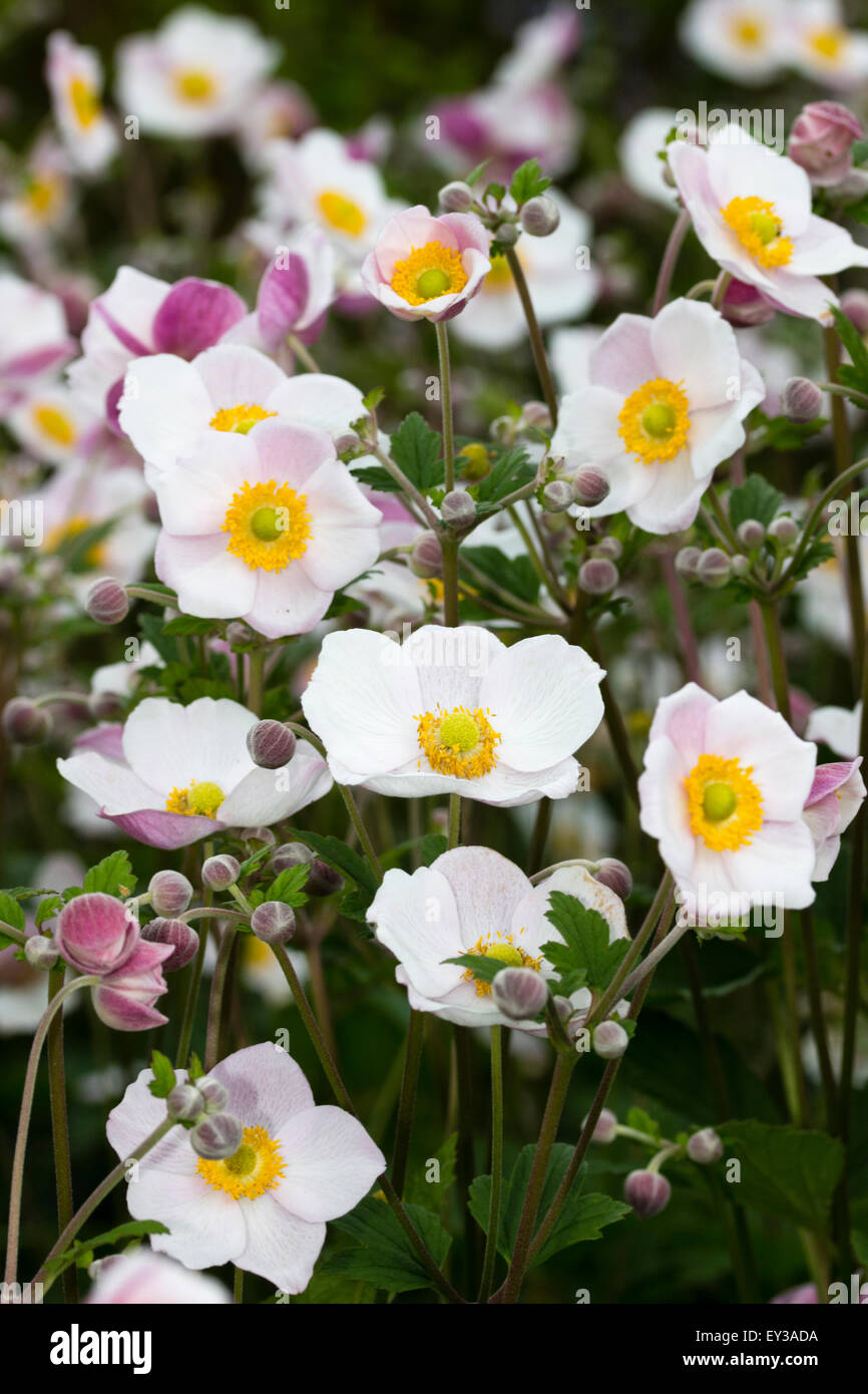 Julio flores de la anémona japonesa temprano, anémonas tomentosa  'Robustissima' Fotografía de stock - Alamy