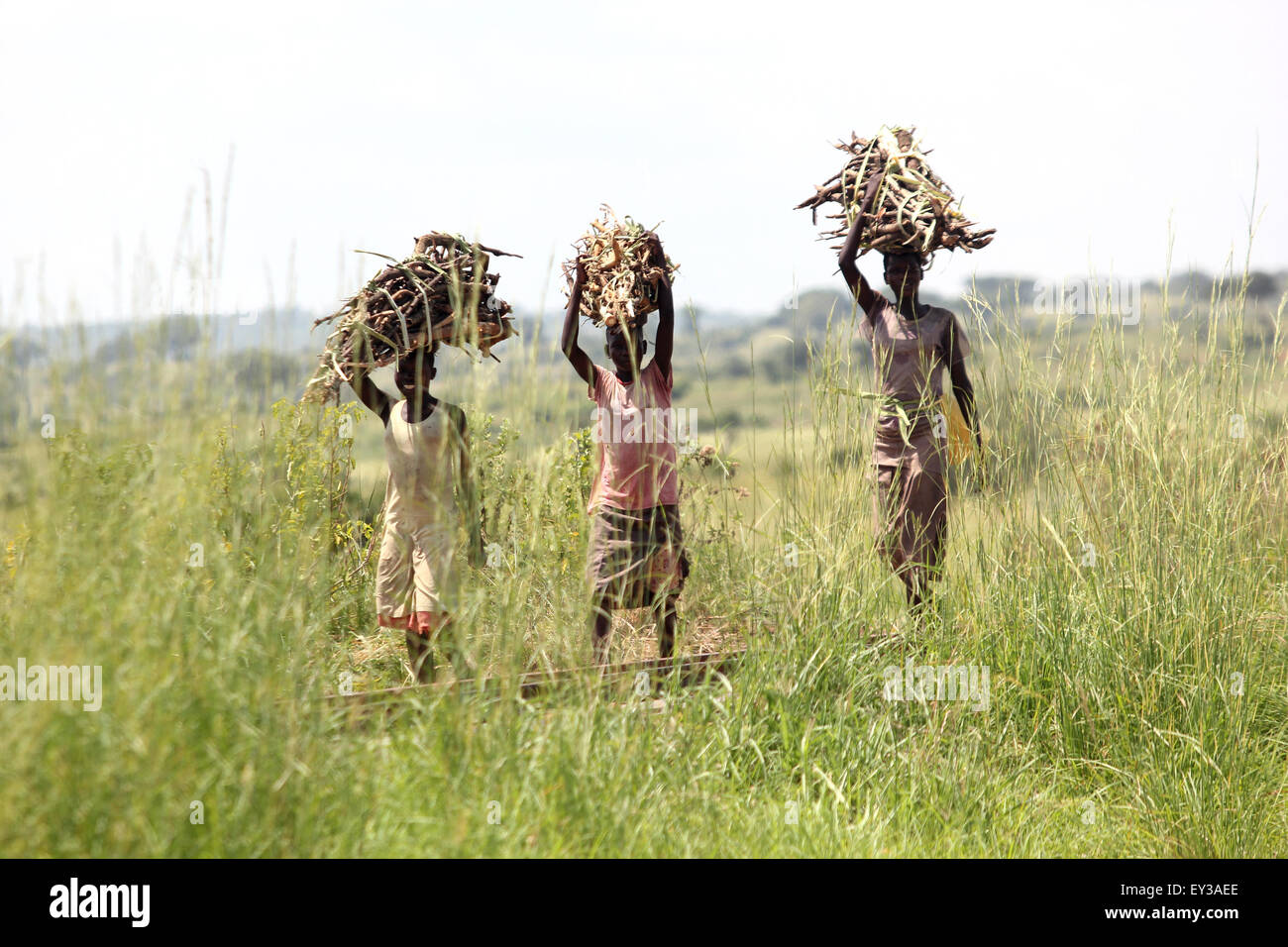 Uganda mujeres recoger leña para cocinar desde el monte Fotografía de stock  - Alamy