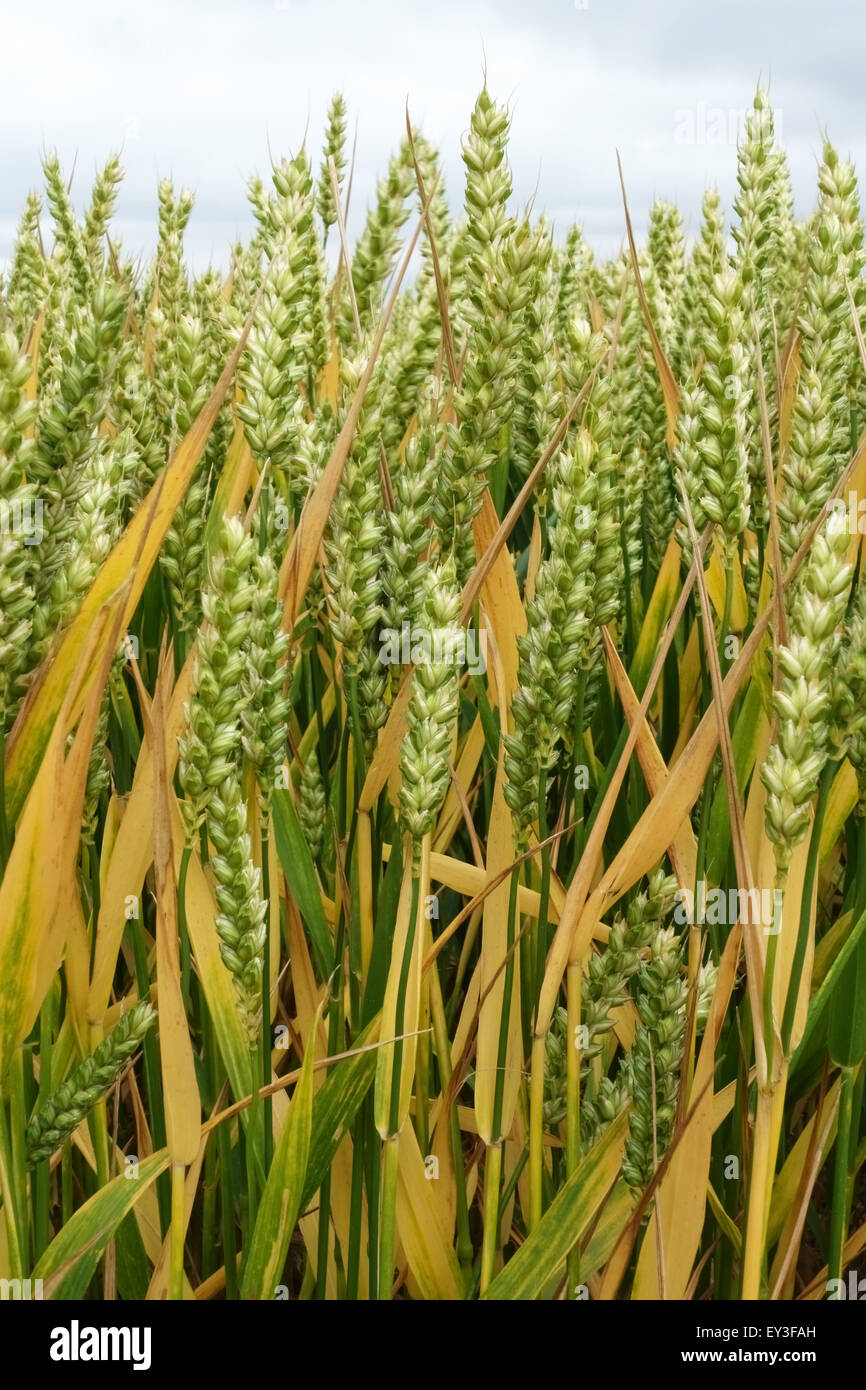 Cosecha senescente madura de trigo de invierno con orejas inmaduras, Berkshire, julio Foto de stock