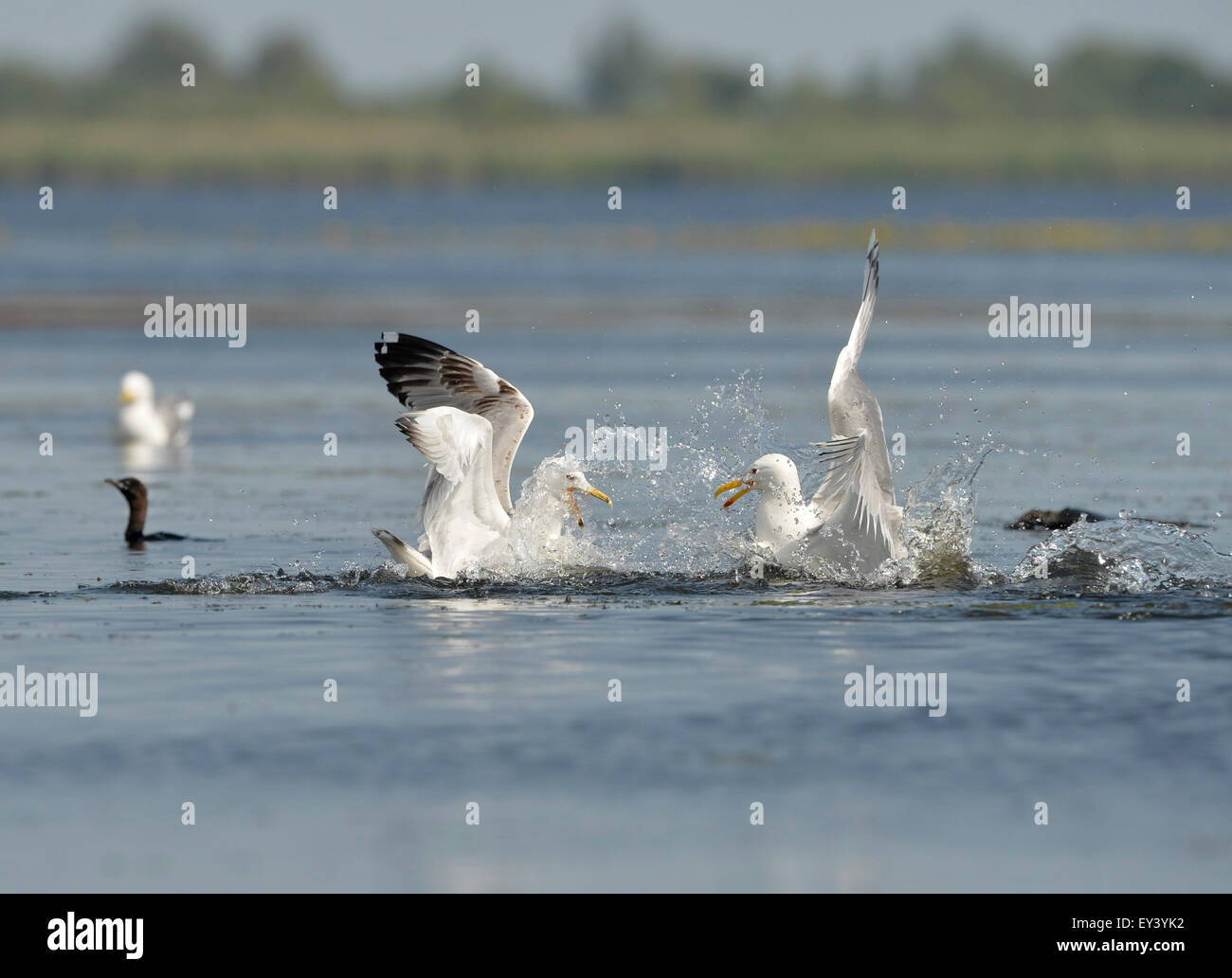 Caspian (Larus cachinnans) dos Gaviotas sobre la superficie del agua luchando por la comida, el delta del Danubio, Rumania, mayo Foto de stock