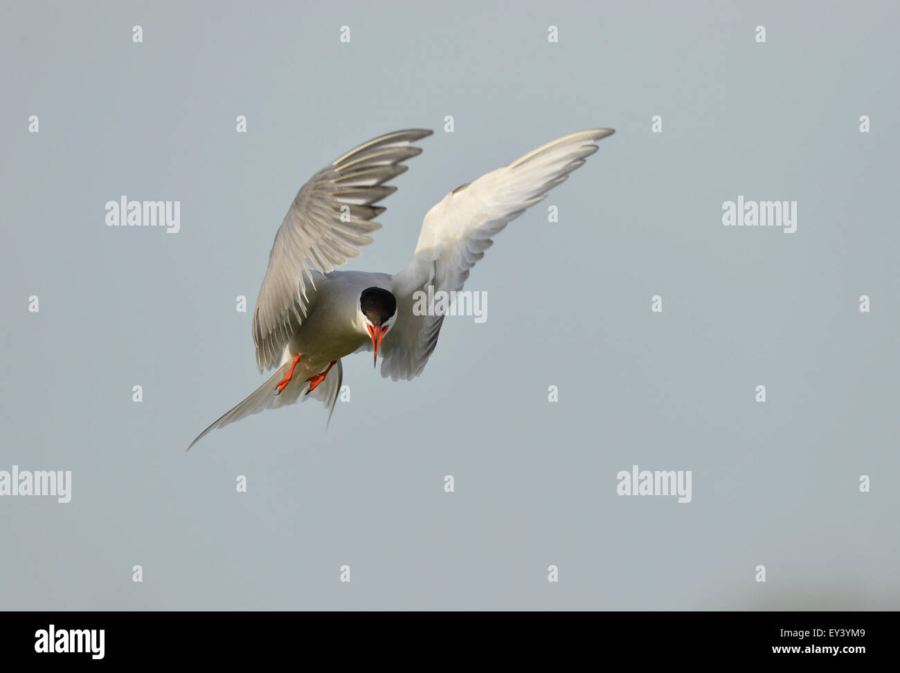El charrán común (Sterna hirundo) adulto llamando en vuelo, el delta del Danubio, Rumania, mayo Foto de stock