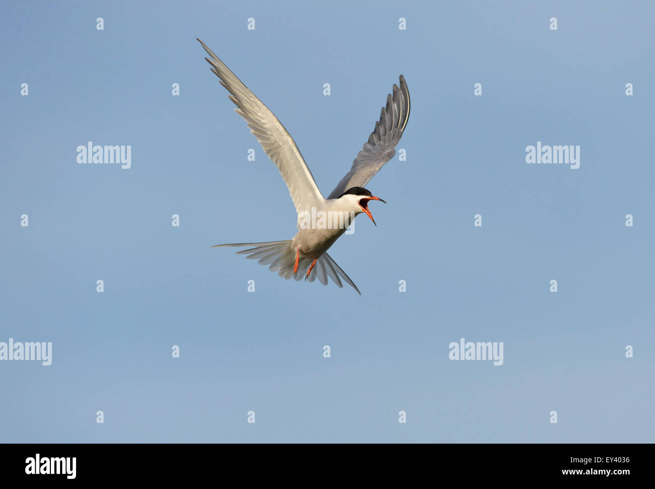 El charrán común (Sterna hirundo) adulto llamando en vuelo, el delta del Danubio, Rumania, mayo Foto de stock