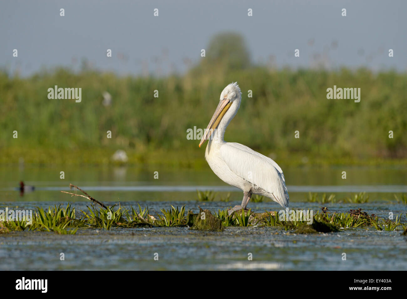 Pelícano dálmata (Pelecanus crispus) de pie en el agua sobre vegetación acuática, el delta del Danubio, Rumania, mayo Foto de stock