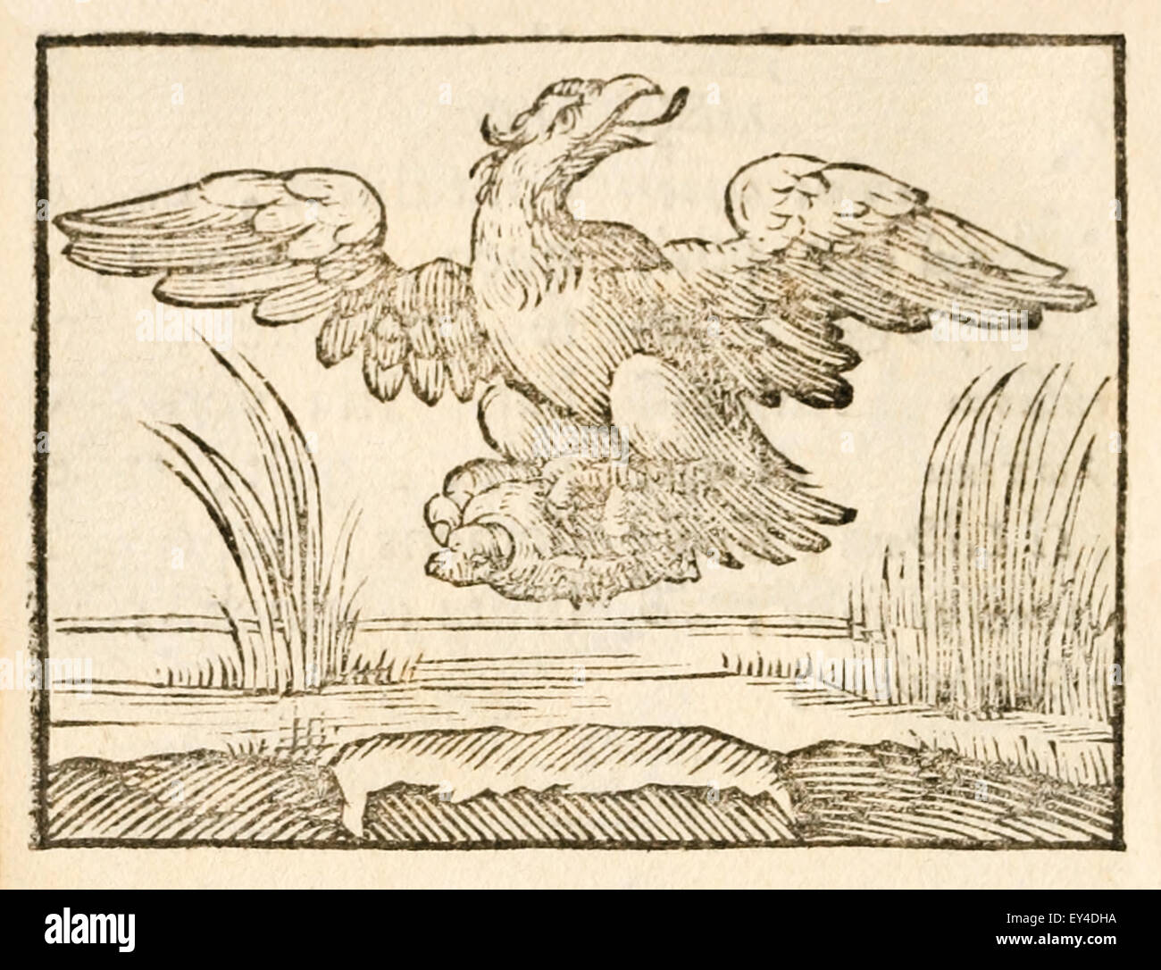 La Tortuga y la fábula de aves por Aesop (circa 600 BC). Un águila se ha  apoderado de una tortuga pero no pueden comer porque el shell. Pasa un  cuervo asesora al