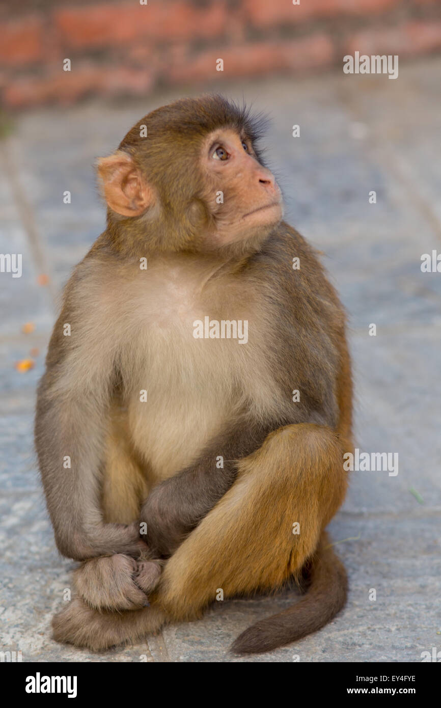 Pequeño mono blanco fotografías e imágenes de alta resolución - Alamy