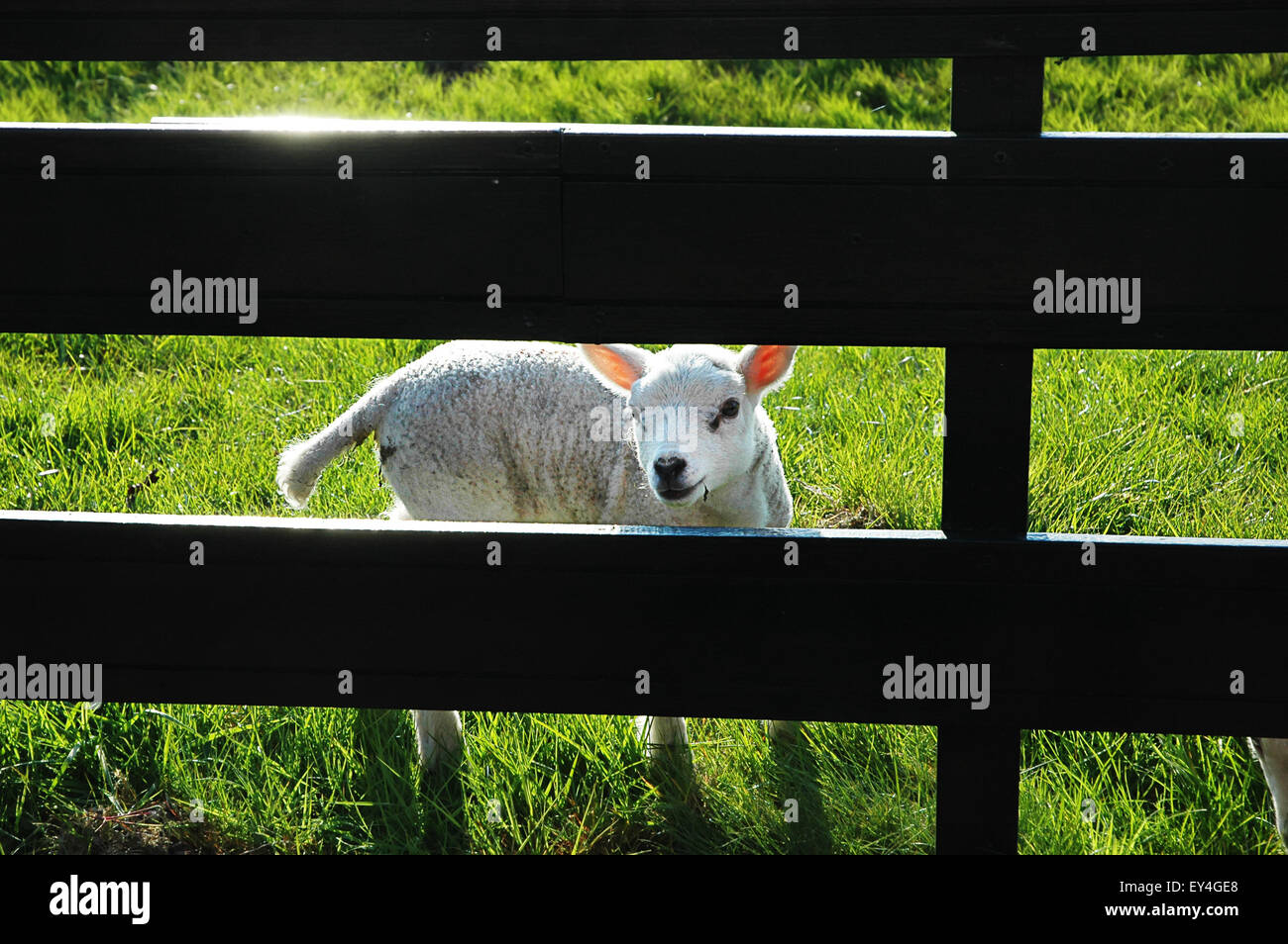 Little Lamb curioso desde detrás de la valla Foto de stock