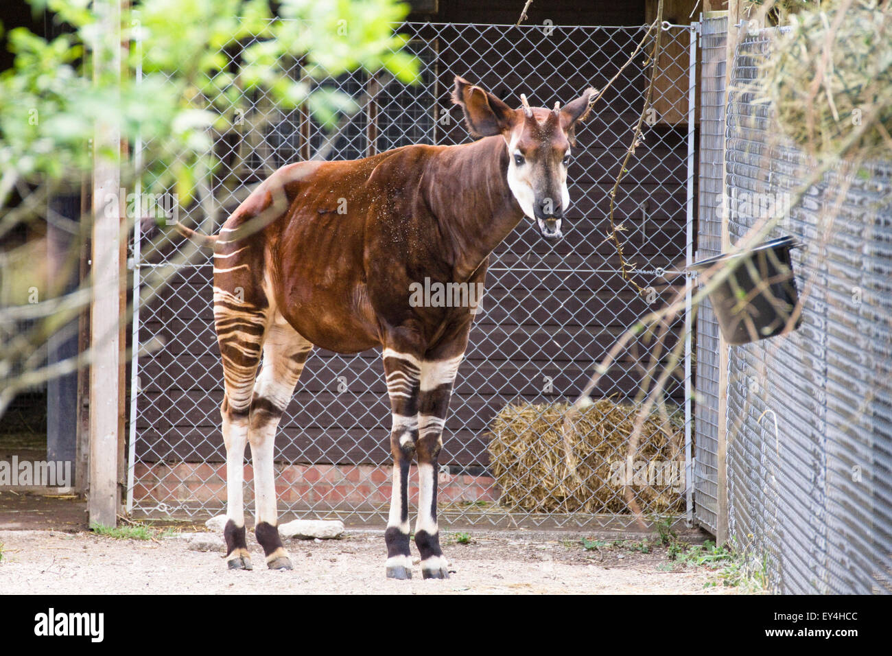El lugar salvaje Proyecto Bristol Zoo Okapi Foto de stock