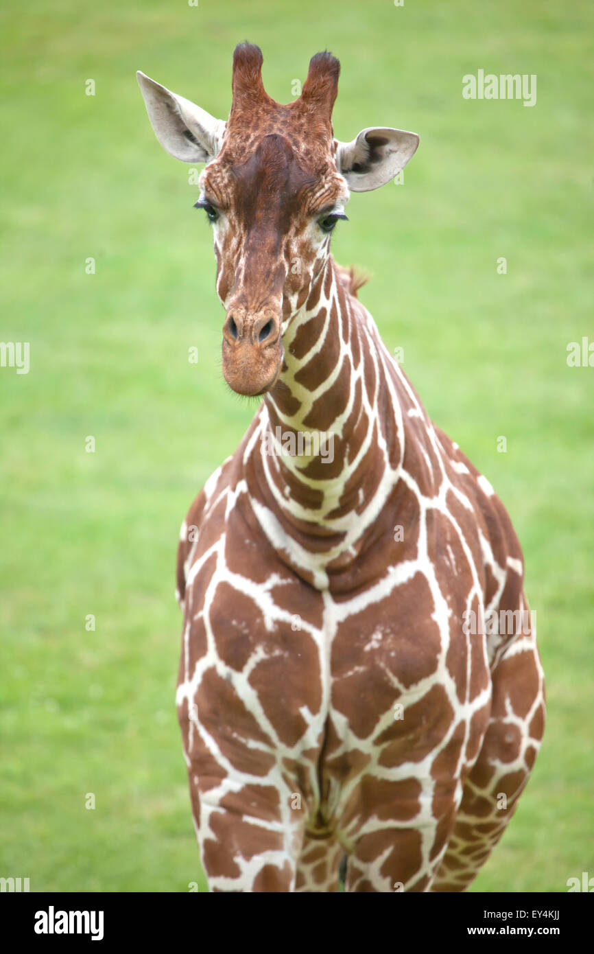 Vista vertical de una jirafa reticulada Foto de stock