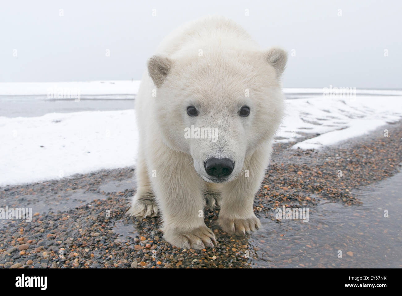 Oso Polar en el borde del agua - Isla trueque Alaska yearling Foto de stock