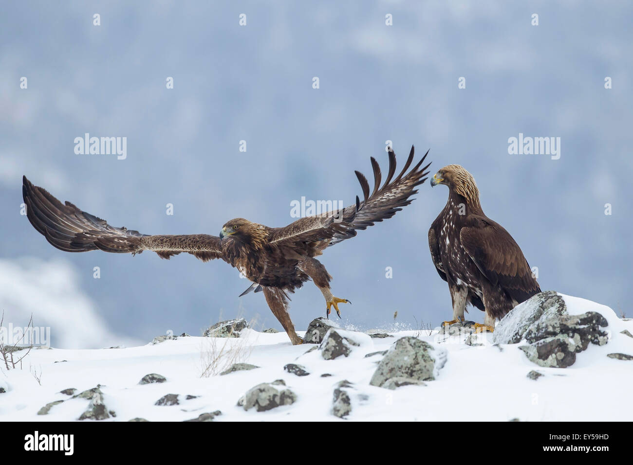 Aguilas fotografías e imágenes de alta resolución - Página 10 - Alamy