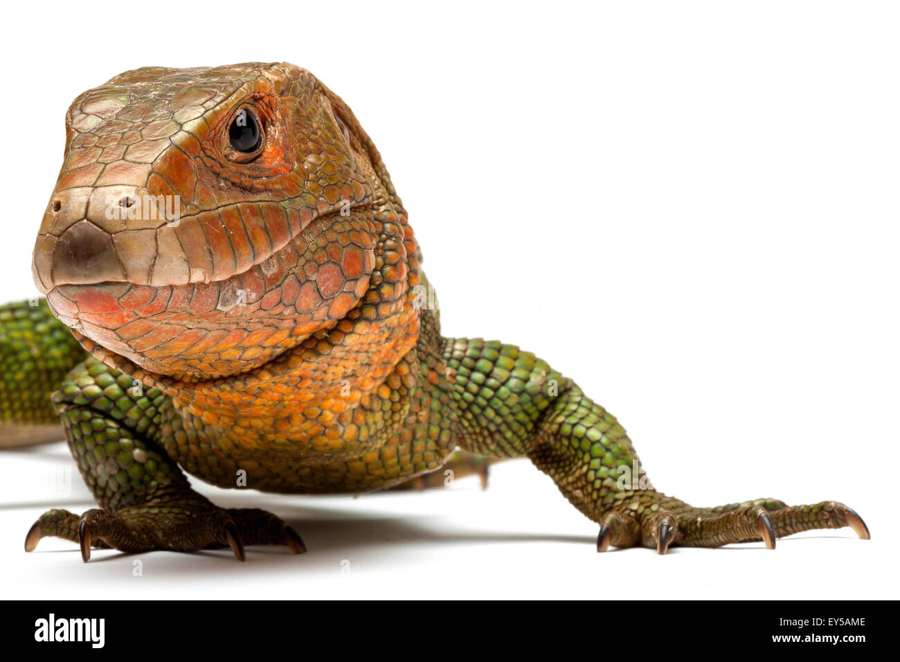 Guyana Caiman lizard sobre fondo blanco nativo de Sudamérica Foto de stock