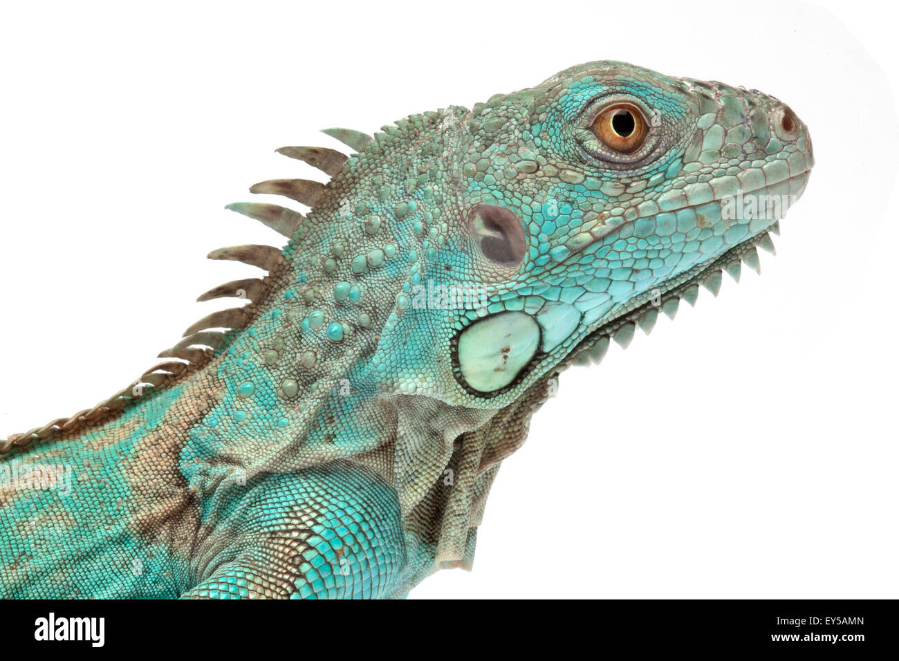 Retrato de iguana verde azul sobre fondo blanco de forma nativa de América central Foto de stock